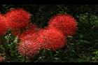 火球花44.JPG