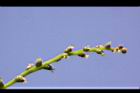 烏來柯-雌花00.JPG