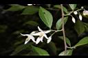 烏皮九芎-花05.JPG