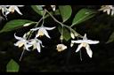 烏皮九芎-花07.JPG