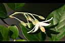 烏皮九芎-花14.jpg