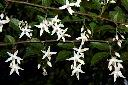 烏皮九芎-花序08.jpg