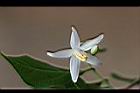 烏皮九芎-花13.jpg