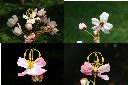 爪哇旃那-花1.jpg