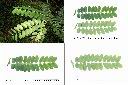 爪哇旃那-葉1.jpg