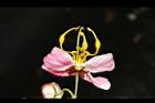 爪哇旃那-花22.JPG