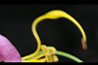 爪哇旃那-花絲21.JPG