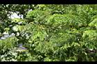 爪哇旃那-葉09.jpg