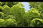 爪哇旃那-葉序0.jpg