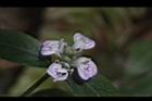 爵床-花31.JPG