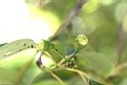 牛樟-實07.jpg