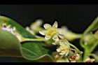 牛樟-花27.jpg
