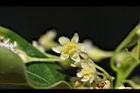 牛樟-花29.jpg