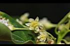 牛樟-花31.jpg