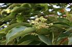 牛樟-花35.jpg