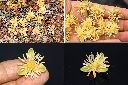 狐尾椰子-花.jpg