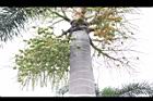 狐尾椰子-實04.JPG