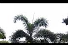 狐尾椰子-葉07.JPG