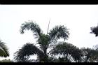 狐尾椰子-葉型06.JPG