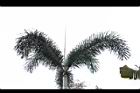 狐尾椰子-葉型08.JPG