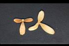 猿尾藤-實26.JPG