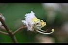 猿尾藤-花06.jpg