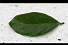 猿尾藤-葉正00.jpg