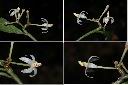 玉山紫金牛-花.jpg