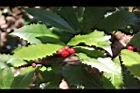玉山紫金牛-實20.JPG