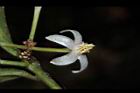 玉山紫金牛-花02.JPG
