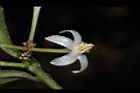 玉山紫金牛-花03.JPG