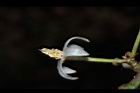 玉山紫金牛-花05.JPG