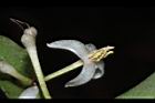 玉山紫金牛-花07.JPG