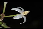 玉山紫金牛-花08.JPG