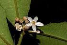 玉山紫金牛-花11.JPG