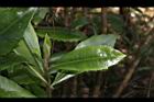 玉山紫金牛-葉08.JPG