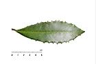 玉山紫金牛-葉正01.jpg