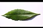 玉山紫金牛-葉正15.JPG