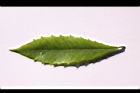 玉山紫金牛-葉正19.JPG