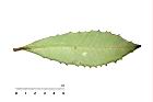 玉山紫金牛-葉背01.jpg