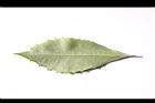 玉山紫金牛-葉背08.JPG