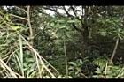 玉山紫金牛17.JPG