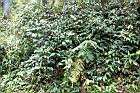玉山紫金牛30.JPG
