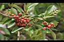 珊瑚樹-紅實00.jpg