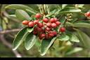 珊瑚樹-紅實01.jpg