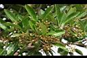 珊瑚樹-青實00.jpg