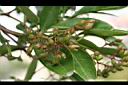 珊瑚樹-青實01.jpg