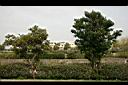 珊瑚樹05.jpg