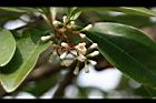 珊瑚樹-花06.jpg