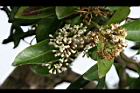 珊瑚樹-花07.jpg